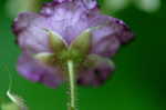 Purpleflowering raspberry